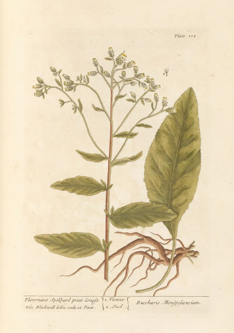 Plowmans Spikenard Great Conysa Wall Art by Elizabeth Blackwell - High-Resolution Digital Print