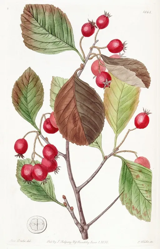 Plum Leaved Thorn Wall Art by Sydenham Edwards - High-Resolution Digital Print