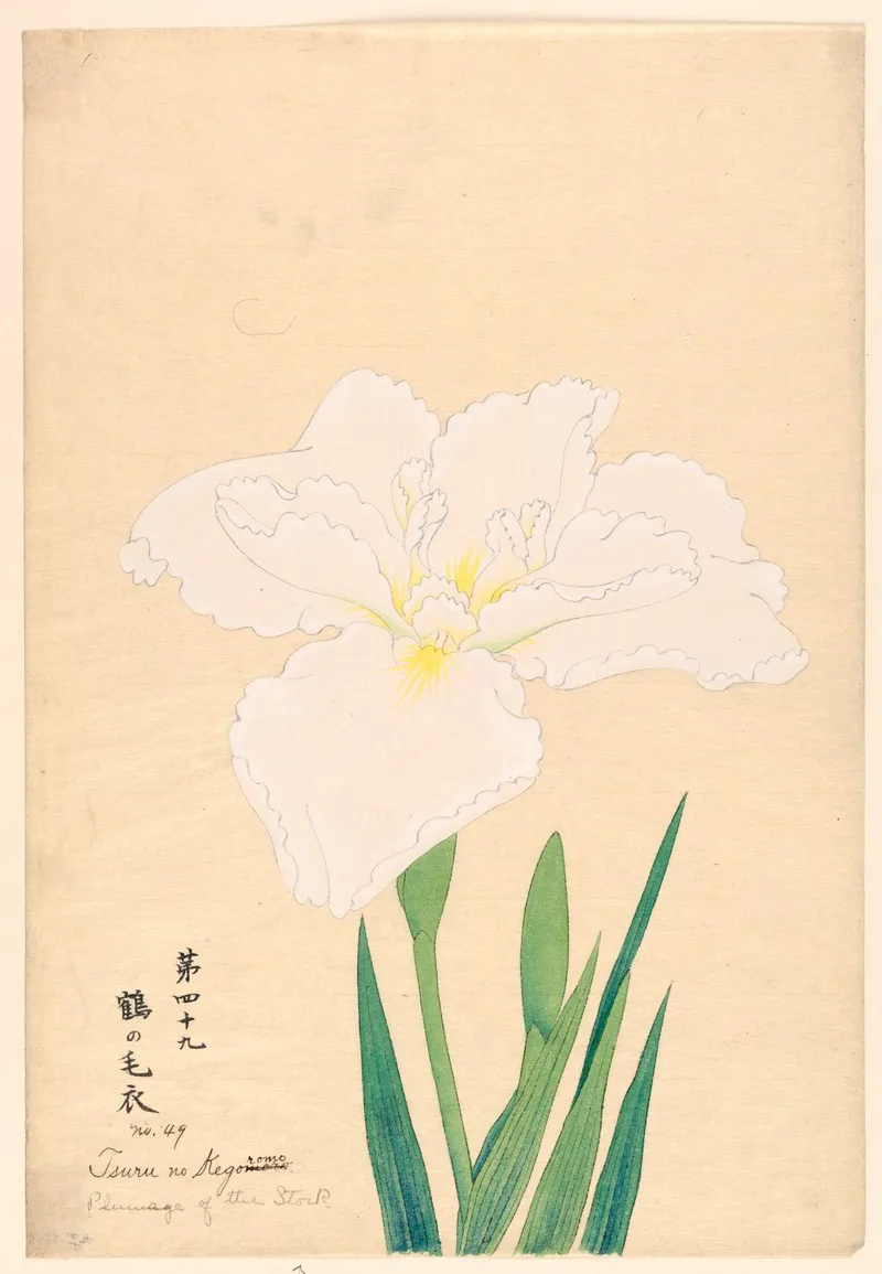 Plumage Of The Stork Tsuru No Kegoromo