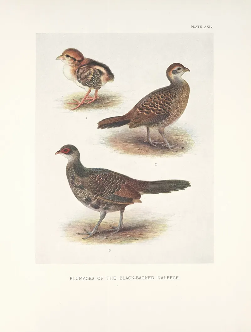 Plumages Of The Black Backed Kaleege Gennaeus Melanonotus Wall Art by Henrik Gronvold - High-Resolution Digital Print