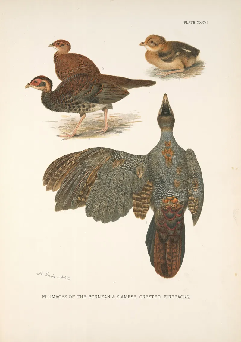 Plumages Of The Bornean And Siamese Crested Fireback Lophura Ignita And Lophura Diardi Wall Art by Henrik Gronvold - High-Resolution Digital Print