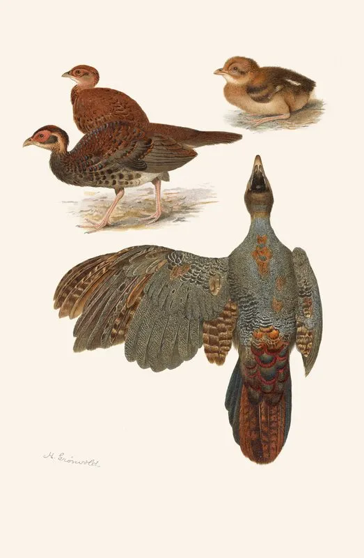 Plumages Of The Bornean And Siamese Crested Firebacks Wall Art by Henrik Gronvold - High-Resolution Digital Print