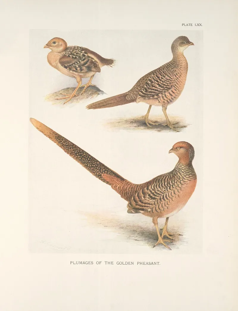 Plumages Of The Golden Pheasant Chrysopolus Pictus Wall Art by Henrik Gronvold - High-Resolution Digital Print