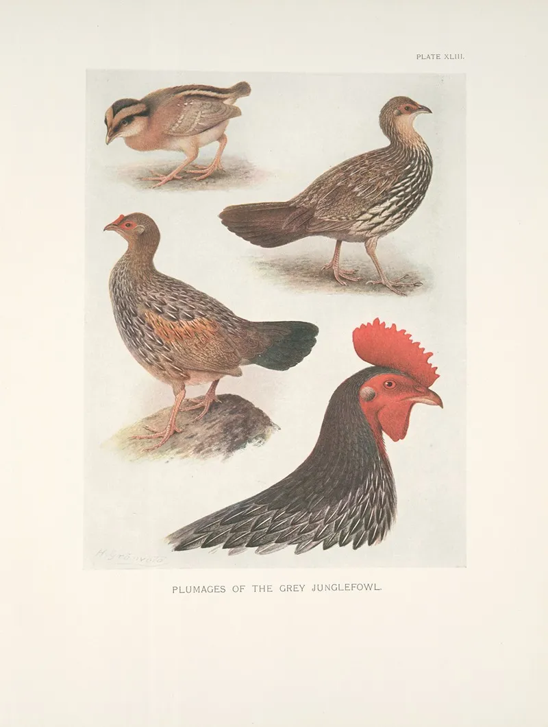 Plumages Of The Grey Junglefowl Wall Art by Henrik Gronvold - High-Resolution Digital Print