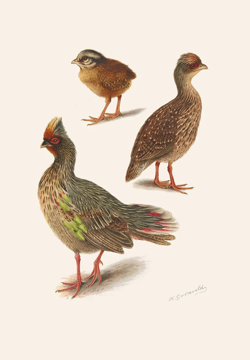 Plumages Of The Himalayan Blood Partridge Wall Art by Henrik Gronvold - High-Resolution Digital Print