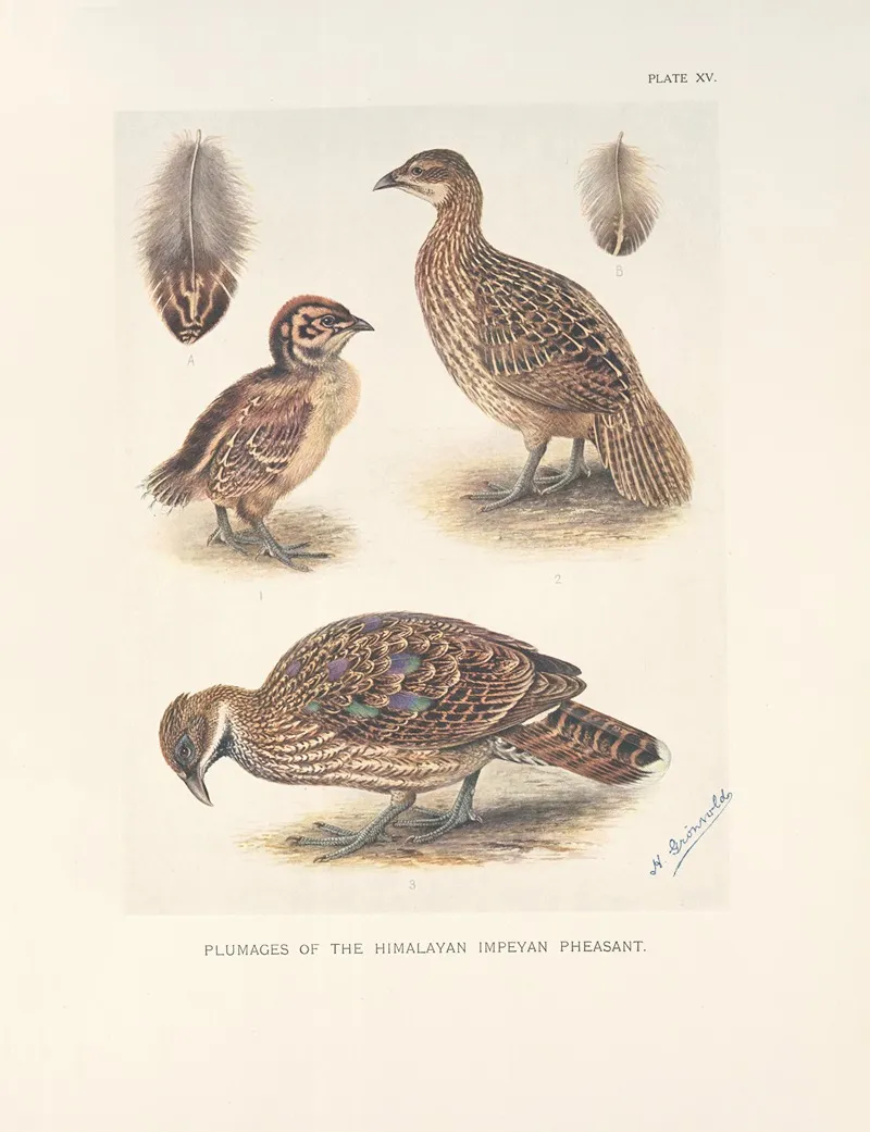 Plumages Of The Himalayan Impeyan Pheasant Lophophorus Impeyanus Wall Art by Henrik Gronvold - High-Resolution Digital Print