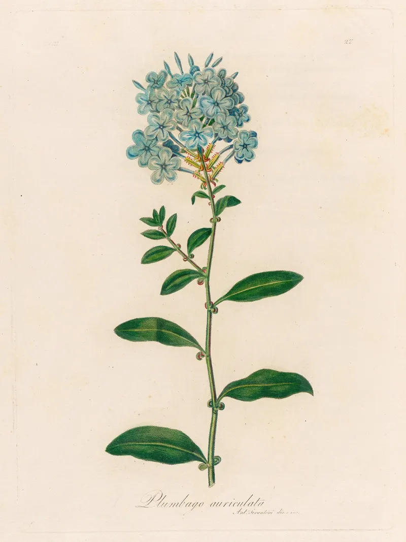 Plumbago Auriculata Wall Art by Gaetano Savi - High-Resolution Digital Print