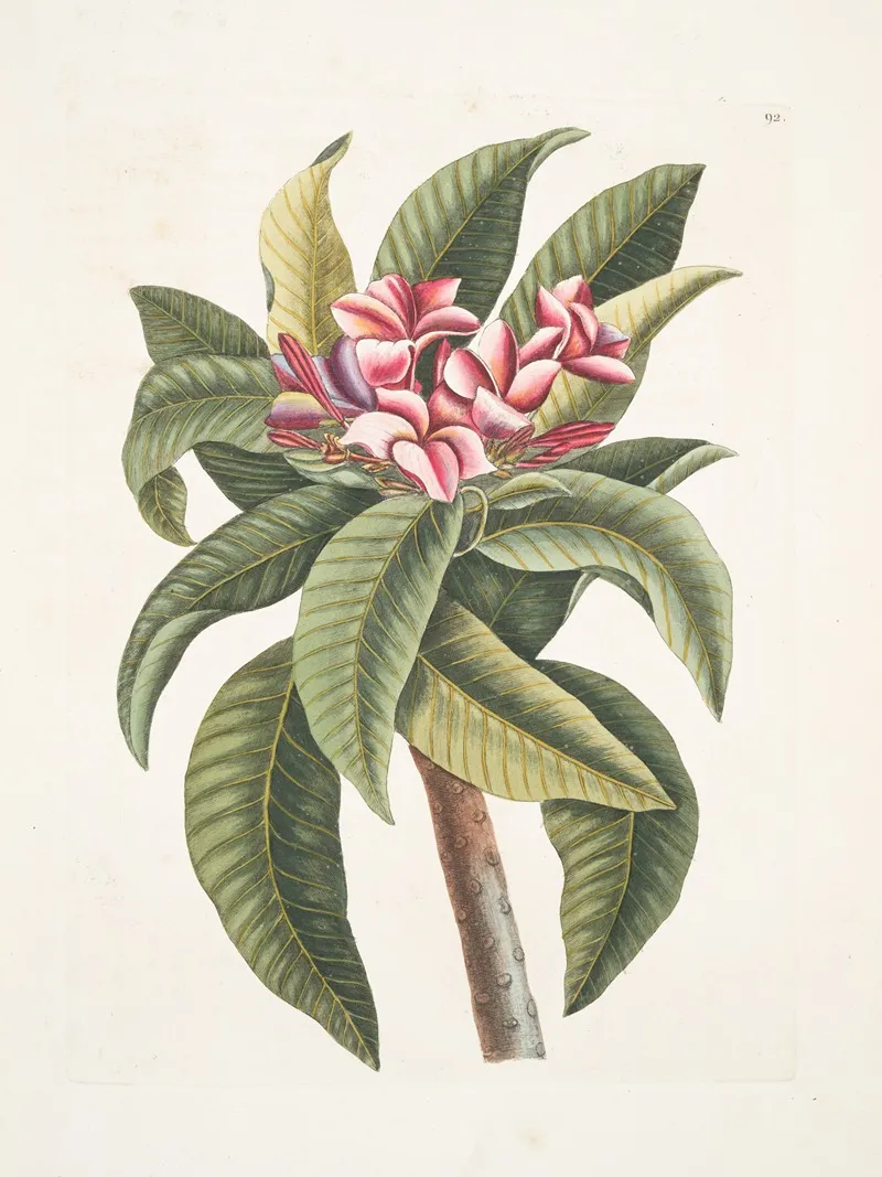 Plumeria 2 Wall Art by Mark Catesby - High-Resolution Digital Print
