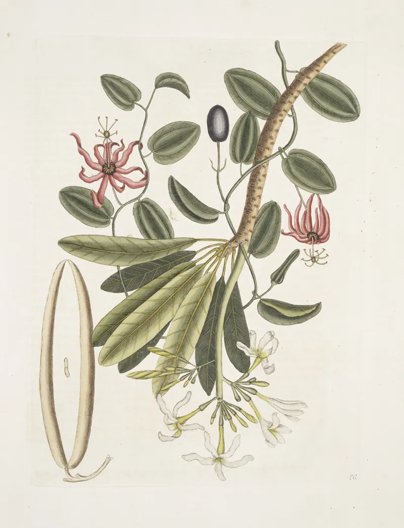 Plumeria Grandilla C Wall Art by Mark Catesby - High-Resolution Digital Print
