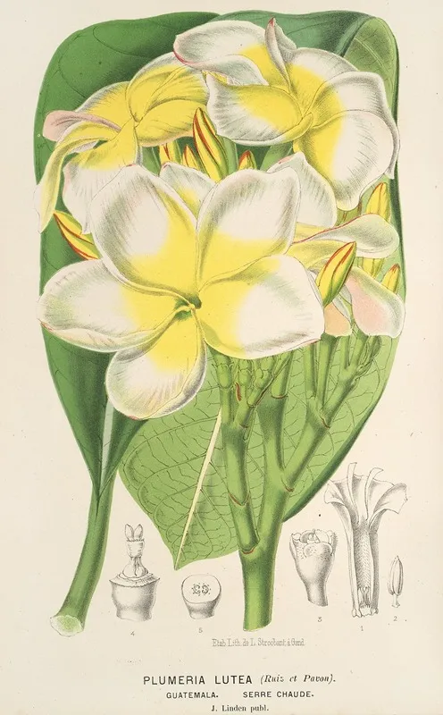 Plumeria Lutea Wall Art by Charles Antoine Lemaire - High-Resolution Digital Print