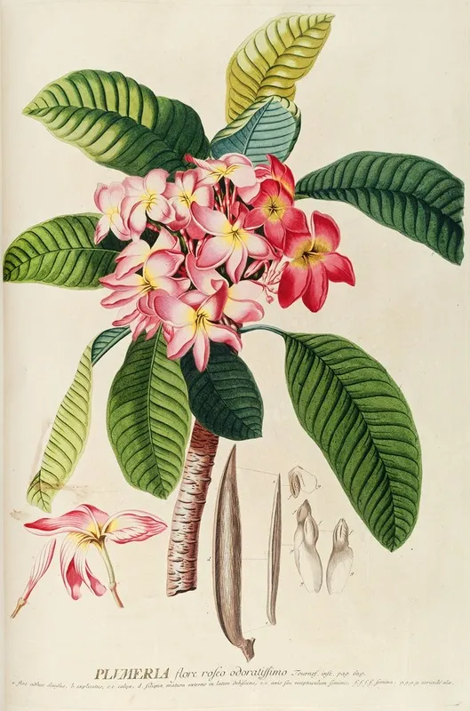 Plumeria Wall Art by Georg Dionysius Ehret - High-Resolution Digital Print