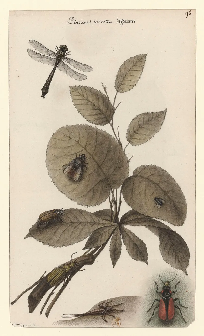 Plusieurs Insectes Differents