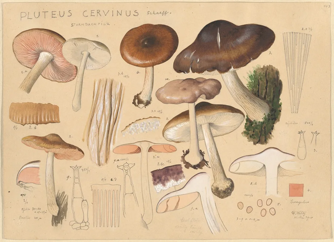 Pluteus Cervinus Schaeff Wall Art by Hans Walty - High-Resolution Digital Print