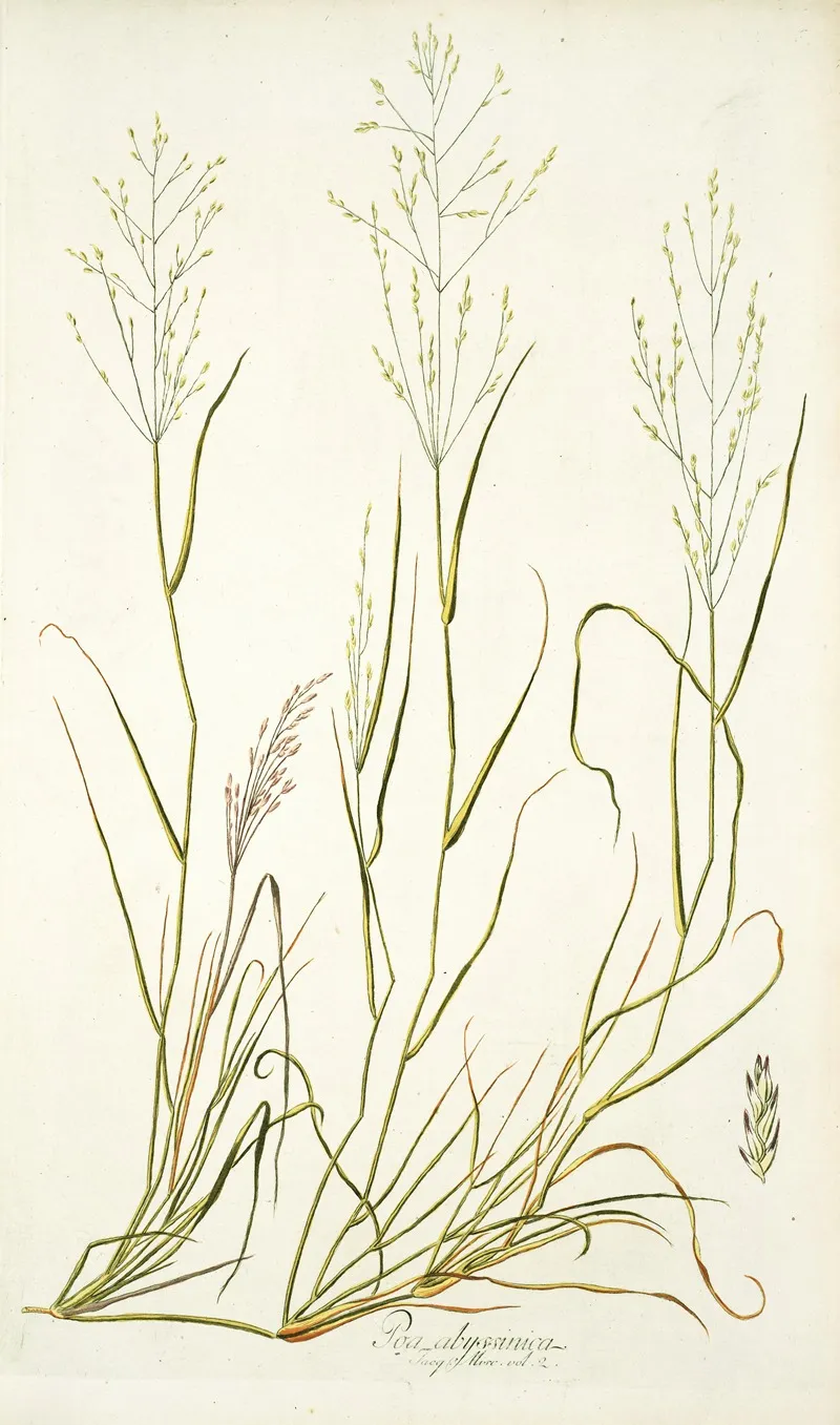 Poa Abyssinica Wall Art by Nikolaus Joseph Freiherr von Jacquin - High-Resolution Digital Print