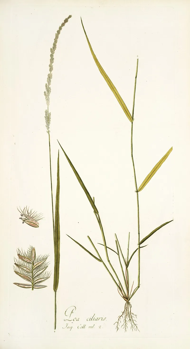 Poa Ciliaris Wall Art by Nikolaus Joseph Freiherr von Jacquin - High-Resolution Digital Print