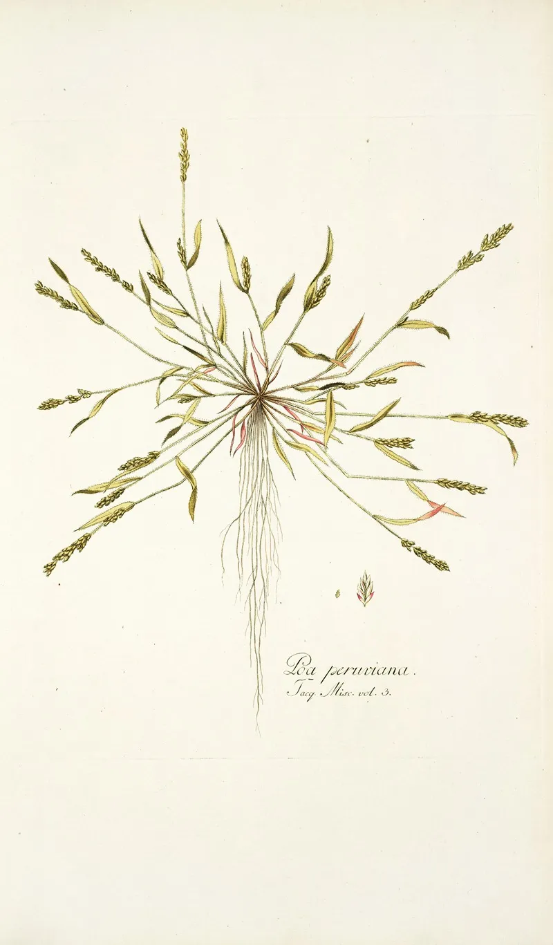 Poa Peruviana Wall Art by Nikolaus Joseph Freiherr von Jacquin - High-Resolution Digital Print