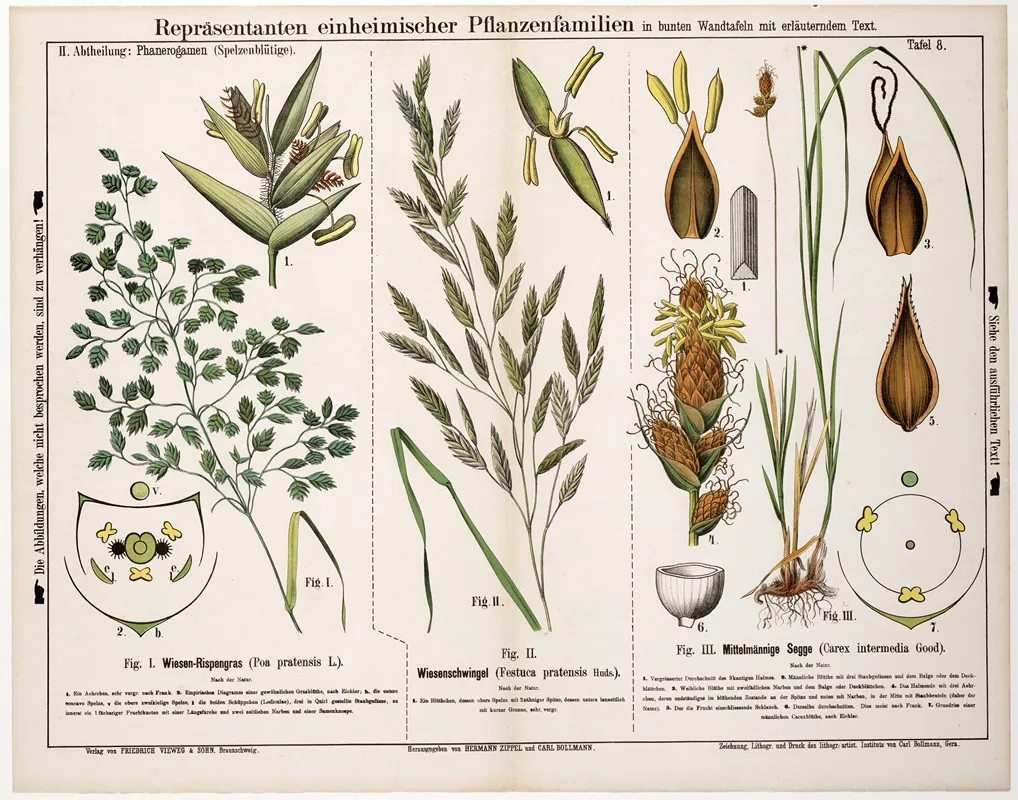 Poa Pratensis Festuca Pratensi Carex Intermedia Veldbeemdgras Zwenkgras Tweerijige Zegge Wall Art by Hermann Zippel - High-Resolution Digital Print