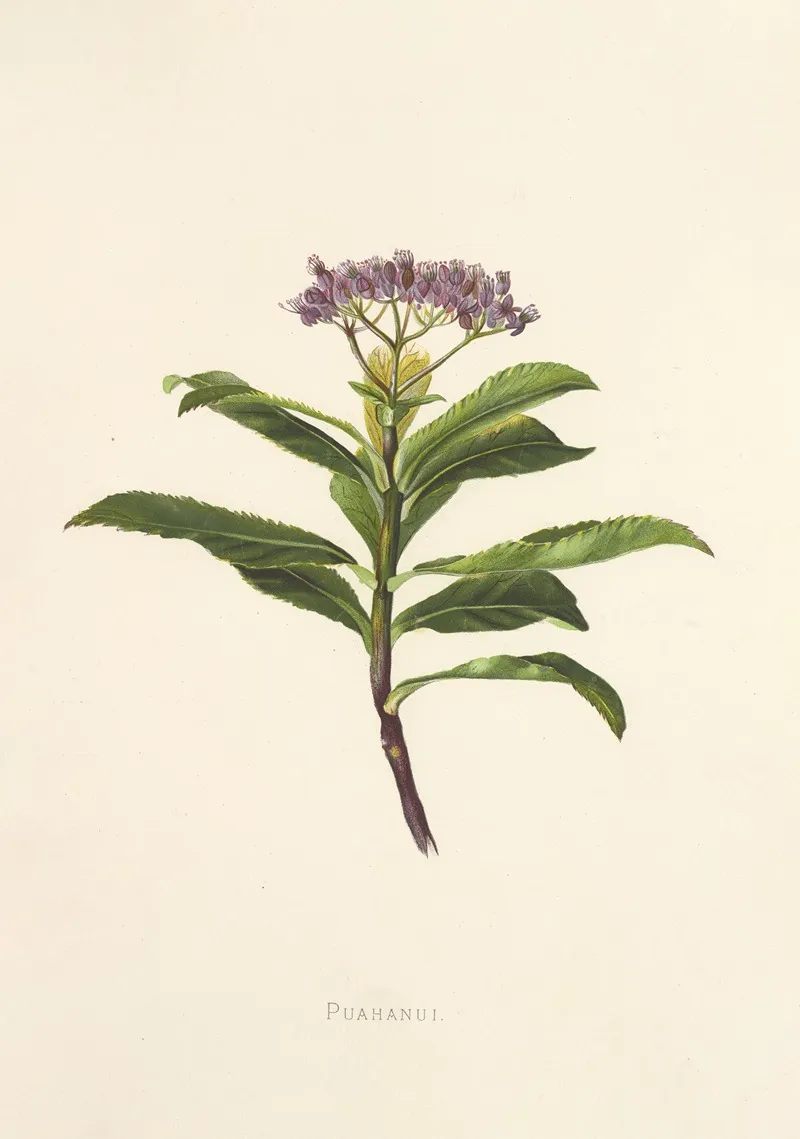 Poahanui Wall Art by Isabella McHutcheson Sinclair - High-Resolution Digital Print