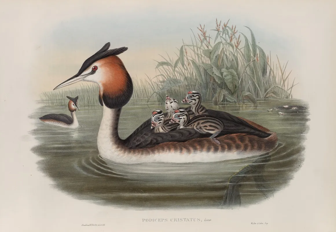Podiceps Cristatus Great Crested Grebe Wall Art by John Gould - High-Resolution Digital Print