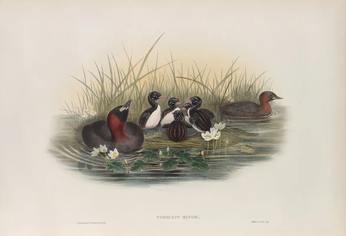 Podiceps Minor Little Grebe Or Dabchik Wall Art by John Gould - High-Resolution Digital Print