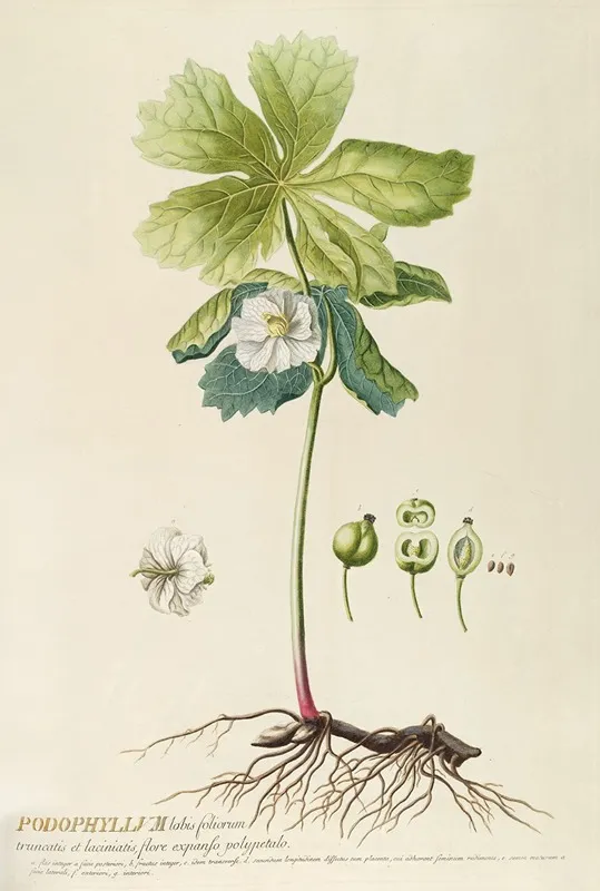 Podophyllum Wall Art by Georg Dionysius Ehret - High-Resolution Digital Print