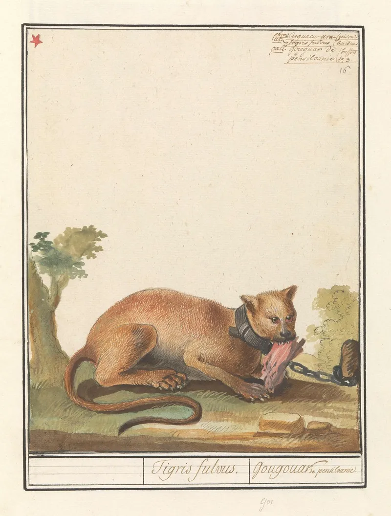 Poema Puma Concolor Tigris Fulvus Gougouar De Pensilvanie Wall Art by Anselmus Boëtius de Boodt - High-Resolution Digital Print