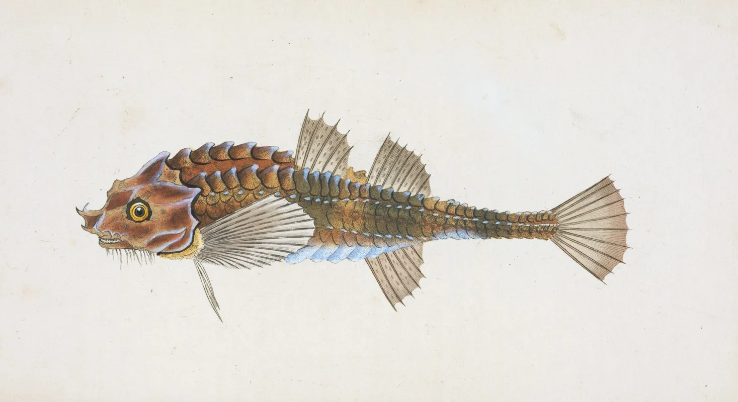 Pogge Cottus Cataphractus Wall Art by Edward Donovan - High-Resolution Digital Print