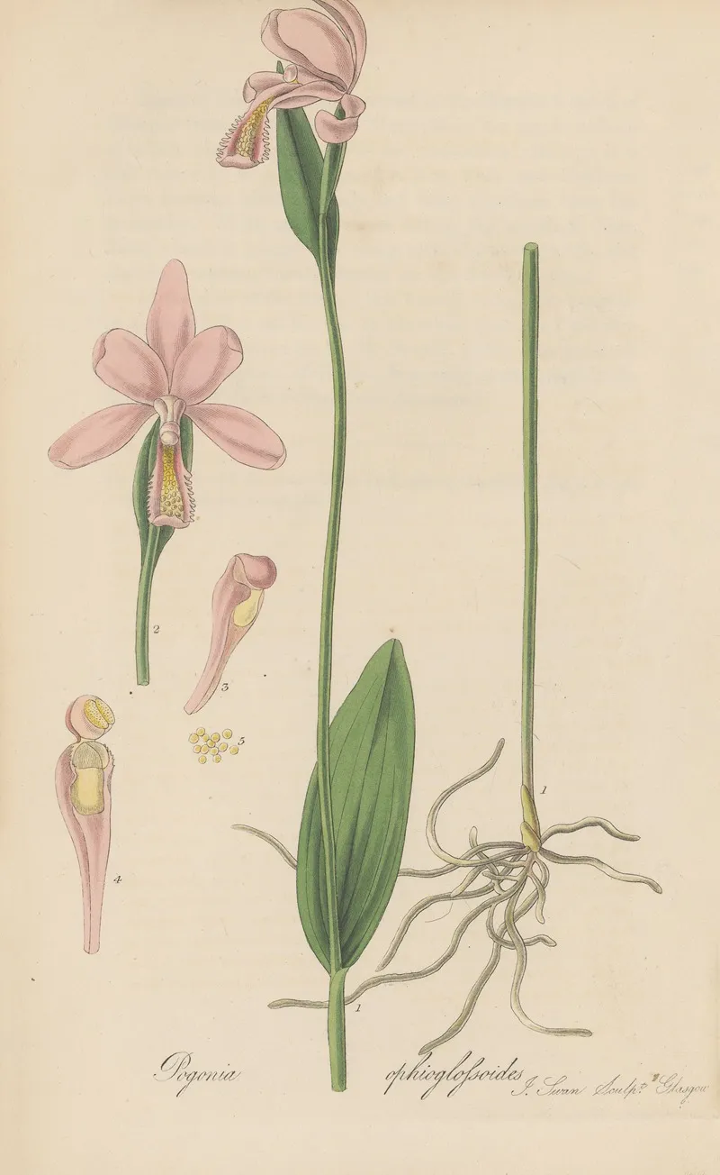 Pogonia Ophioglossoides Wall Art by William Jackson Hooker - High-Resolution Digital Print