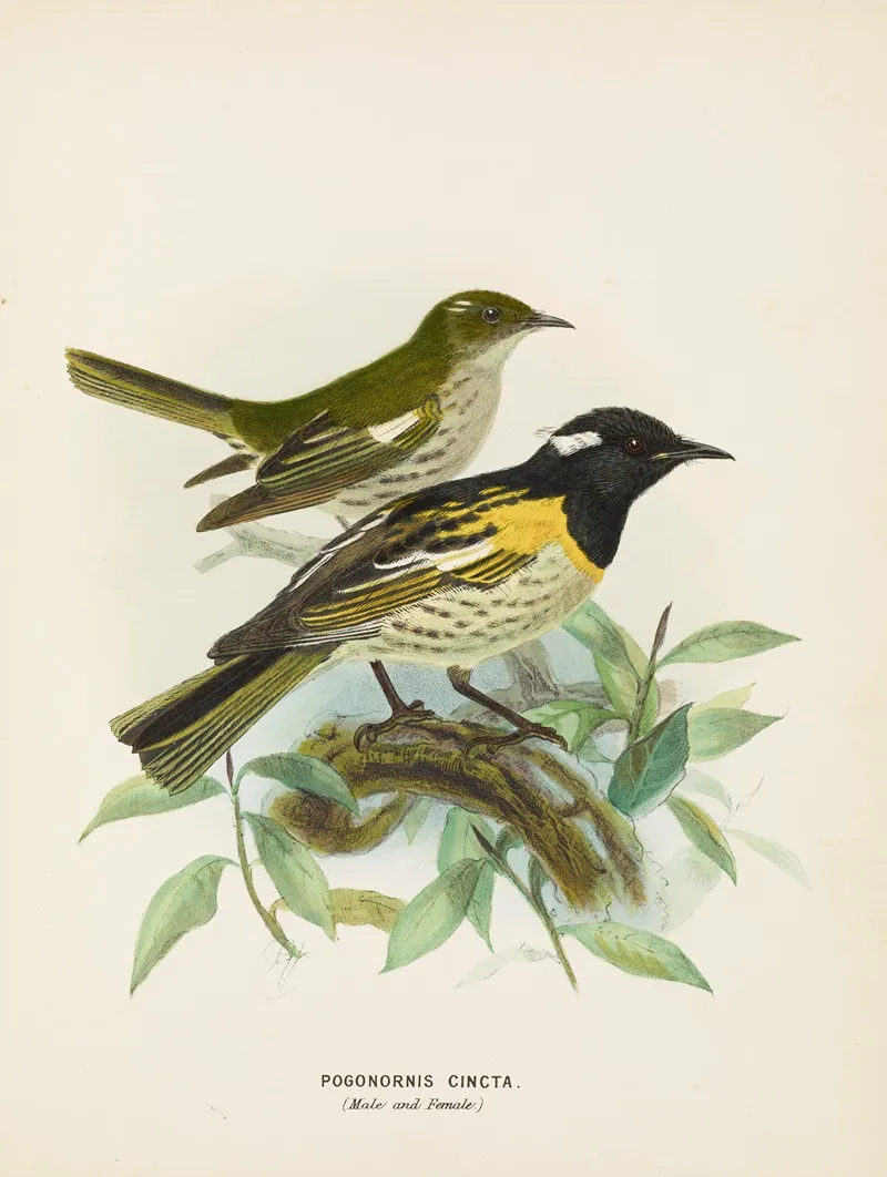 Pogonornis Cincta Male And Female Wall Art by John Gerrard Keulemans - High-Resolution Digital Print