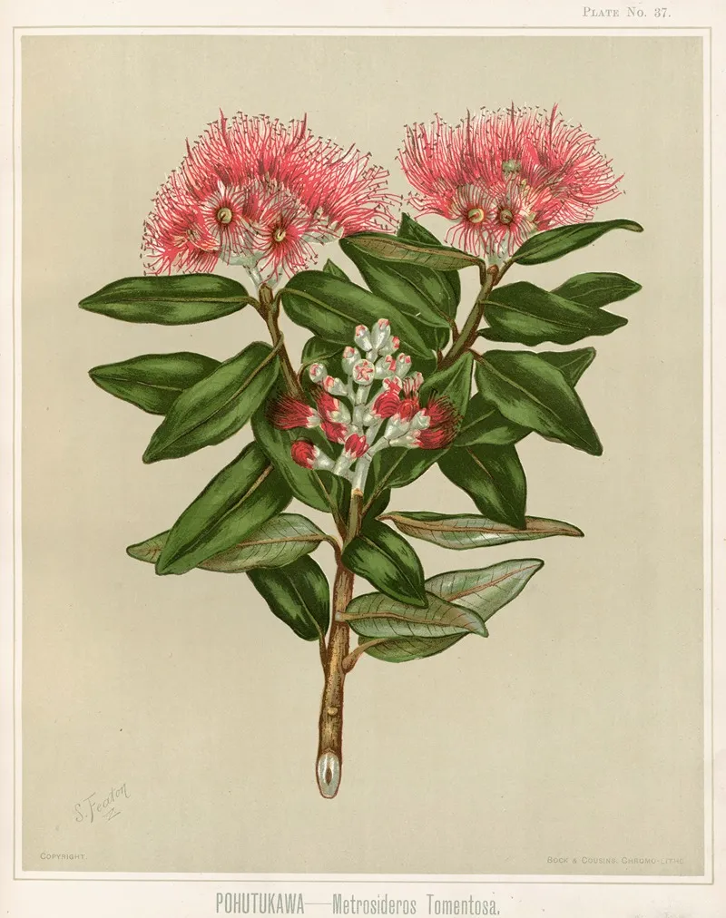 Pohutukawa Metrosideros Tomentosa Plate 37 Wall Art by Sarah Featon - High-Resolution Digital Print