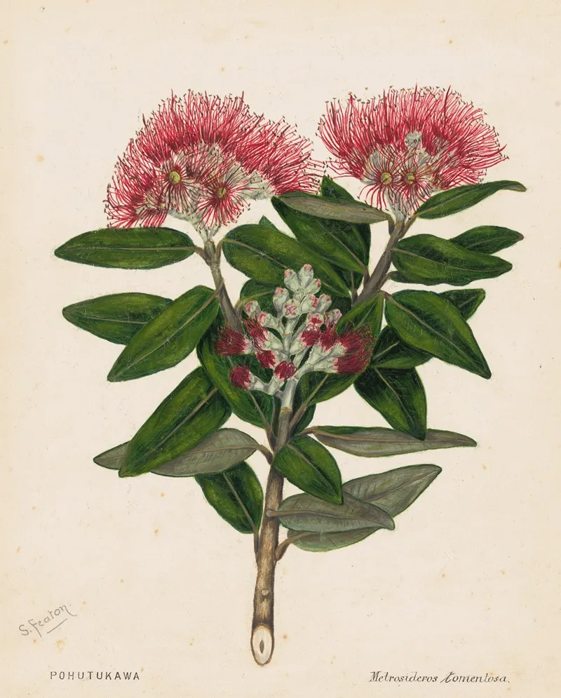 Pohutukawa Metrosideros Tomentosa Wall Art by Sarah Featon - High-Resolution Digital Print