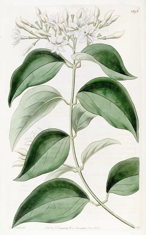 Pointed Leaved Jasmine Wall Art by Sydenham Edwards - High-Resolution Digital Print