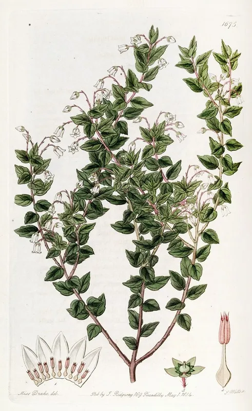 Pointed Leaved Pernettia Wall Art by Sydenham Edwards - High-Resolution Digital Print