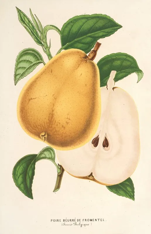 Poire Beurre De Fromentel Wall Art by Charles Antoine Lemaire - High-Resolution Digital Print