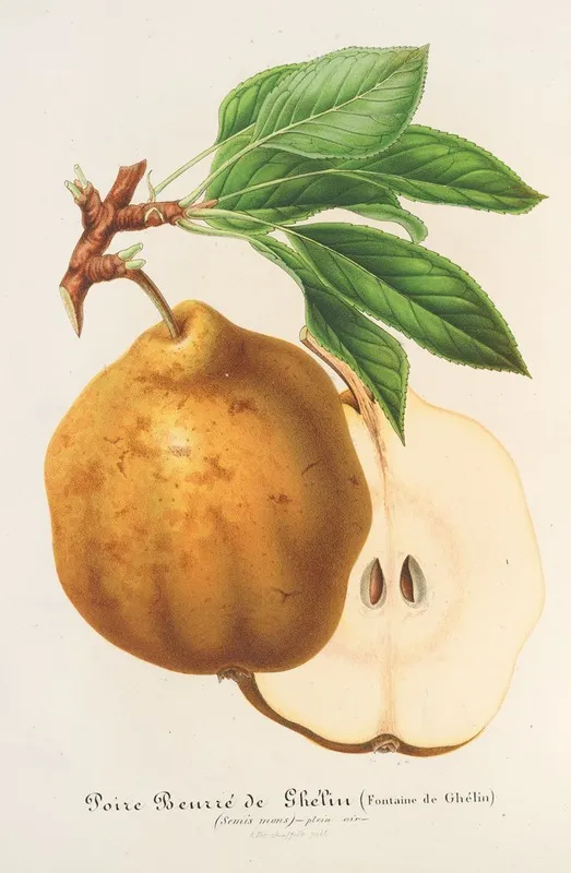 Poire Beurre De Ghelin Wall Art by Charles Antoine Lemaire - High-Resolution Digital Print