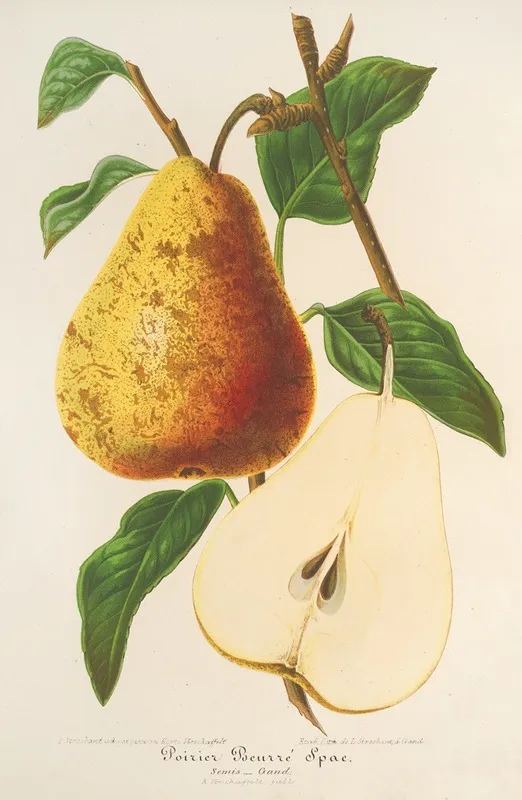 Poire Beurre Spae Wall Art by Charles Antoine Lemaire - High-Resolution Digital Print