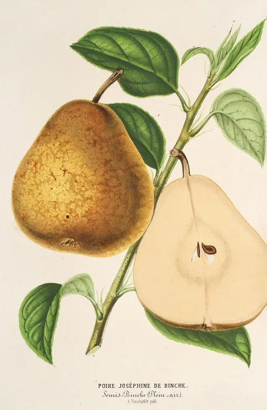 Poire Josephine De Binche Wall Art by Charles Antoine Lemaire - High-Resolution Digital Print