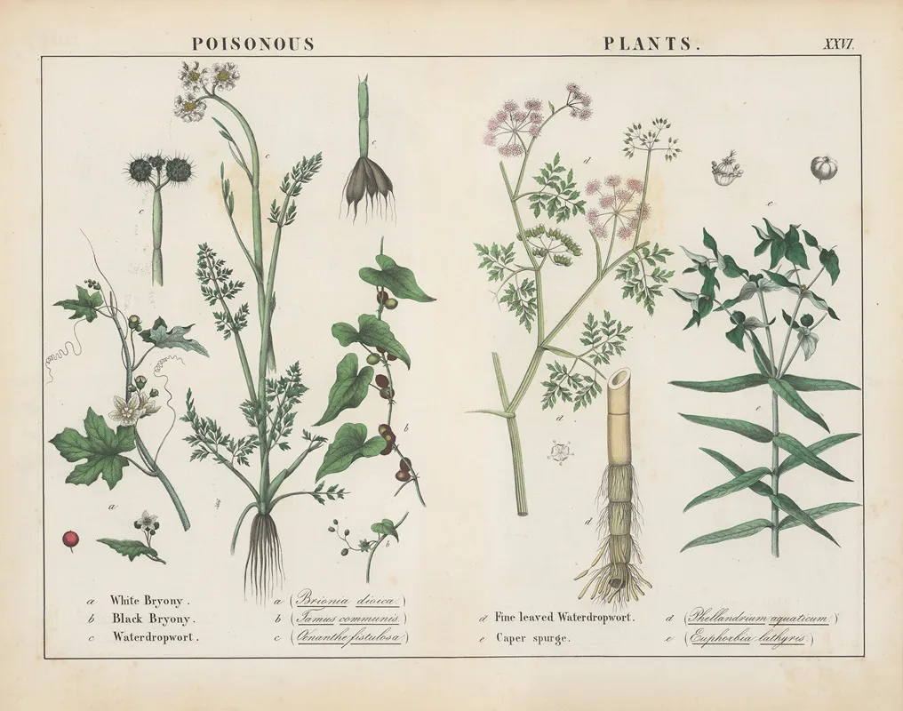 Poisonous Plants Bryony Waterdropwort Caper Spurge Wall Art by Charlotte Mary Yonge - High-Resolution Digital Print