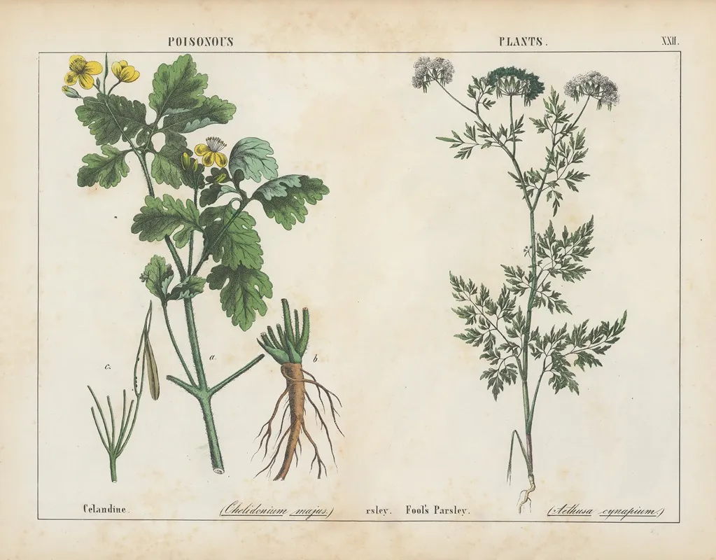 Poisonous Plants Celandine Fools Parsley Wall Art by Charlotte Mary Yonge - High-Resolution Digital Print