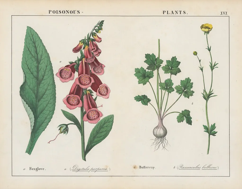 Poisonous Plants Foxglove Buttercup Wall Art by Charlotte Mary Yonge - High-Resolution Digital Print