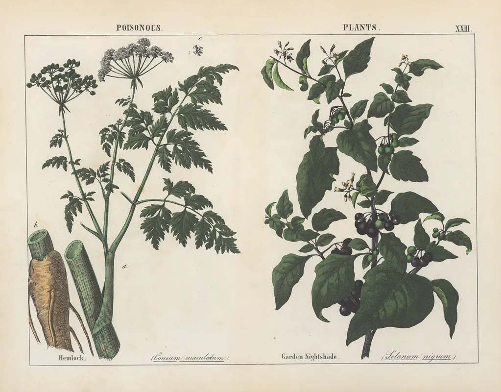 Poisonous Plants Hemlock Garden Nightshade Wall Art by Charlotte Mary Yonge - High-Resolution Digital Print