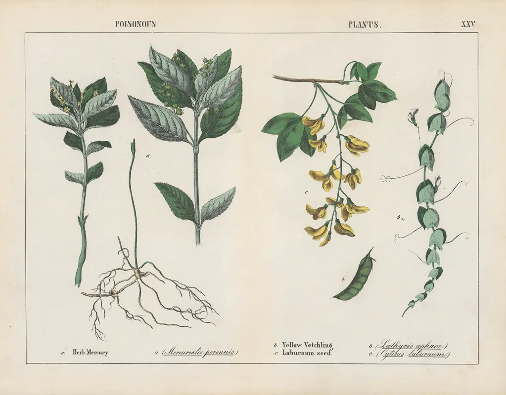 Poisonous Plants Herb Mercury Yellow Vetchling Wall Art by Charlotte Mary Yonge - High-Resolution Digital Print