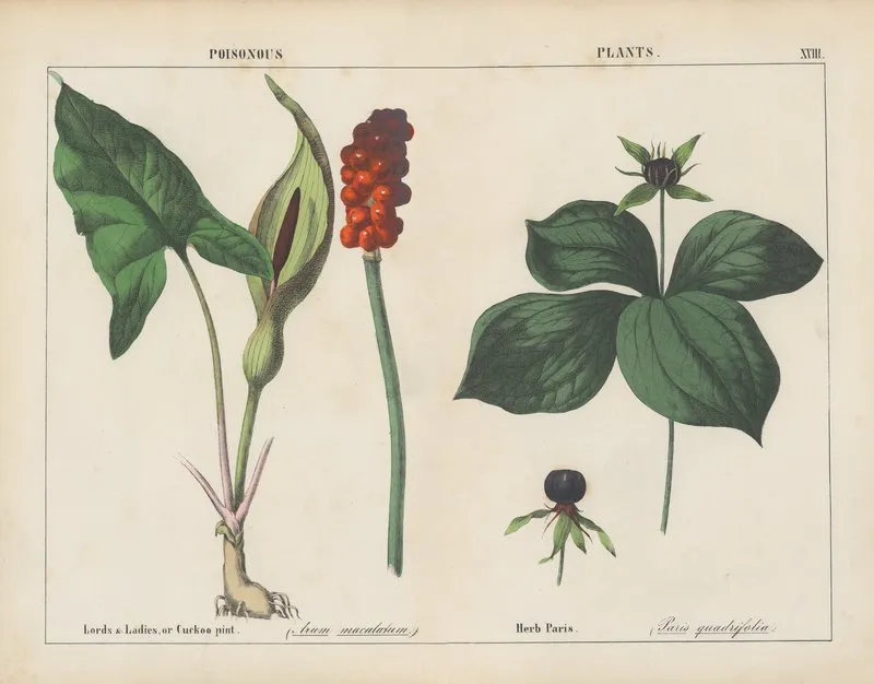 Poisonous Plants Lords Ladies Herb Paris Wall Art by Charlotte Mary Yonge - High-Resolution Digital Print