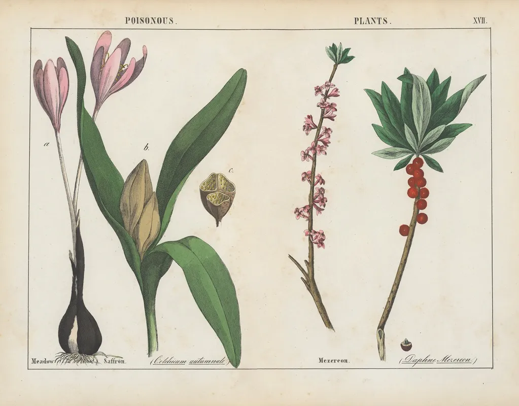 Poisonous Plants Meadow Saffron Mezereon Wall Art by Charlotte Mary Yonge - High-Resolution Digital Print
