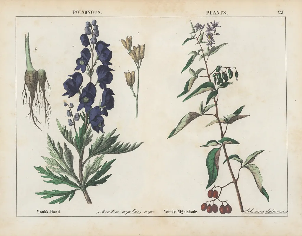 Poisonous Plants Monks Hood Woody Nightshade Wall Art by Charlotte Mary Yonge - High-Resolution Digital Print
