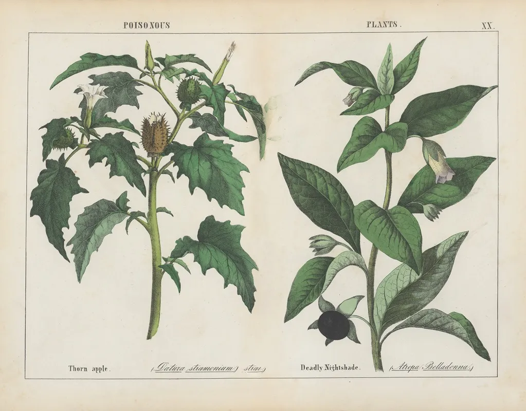 Poisonous Plants Thorn Apple Deadly Nightshade Wall Art by Charlotte Mary Yonge - High-Resolution Digital Print