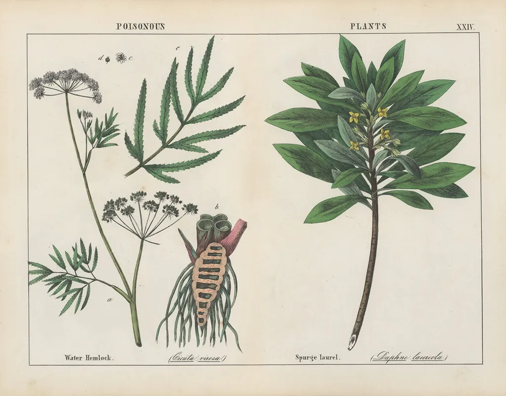 Poisonous Plants Water Hemlock Spurge Laurel Wall Art by Charlotte Mary Yonge - High-Resolution Digital Print