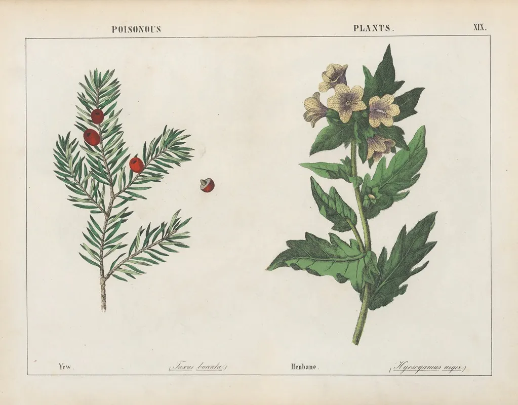 Poisonous Plants Yew Henbane Wall Art by Charlotte Mary Yonge - High-Resolution Digital Print