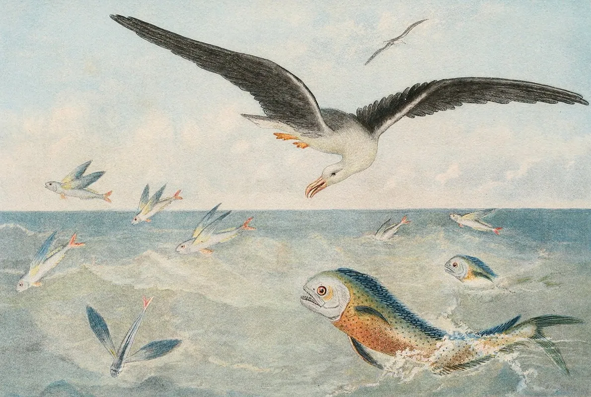 Poisson Volants Dorades Albatros Wall Art by Alfred Frédol - High-Resolution Digital Print