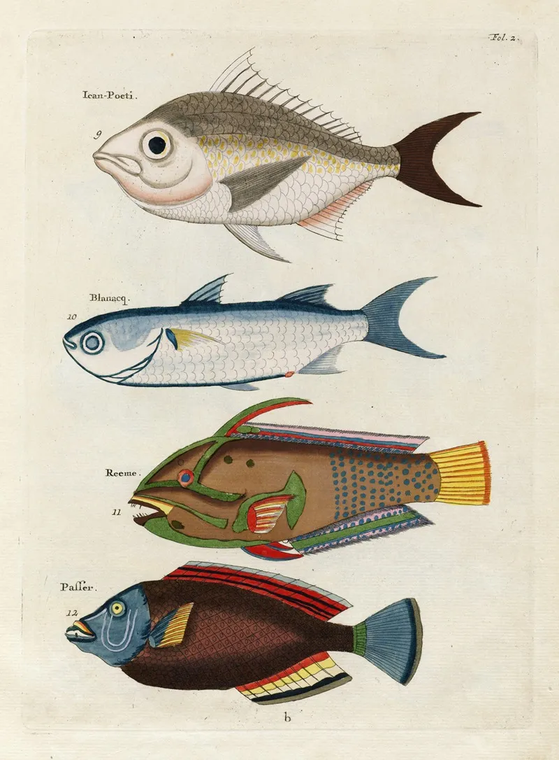 Poissons Ecrevisses Et Crabes De Diverses Couleurs Et Figures Extraordinaires Pl 002 Wall Art by Louis Renard - High-Resolution Digital Print